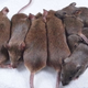 Image for article titled New Experiment Suggests Mammals Could Reproduce Entirely By Cloning